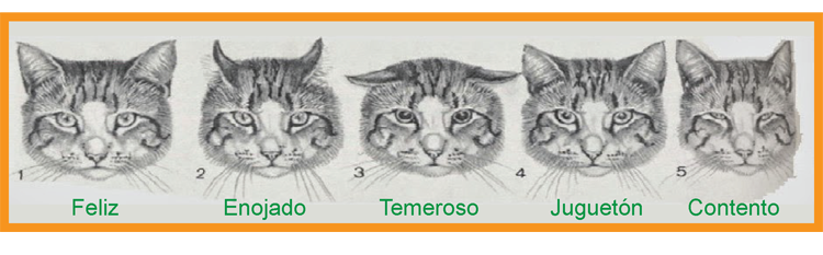 Resultado de imagen de expresin facial los gatos